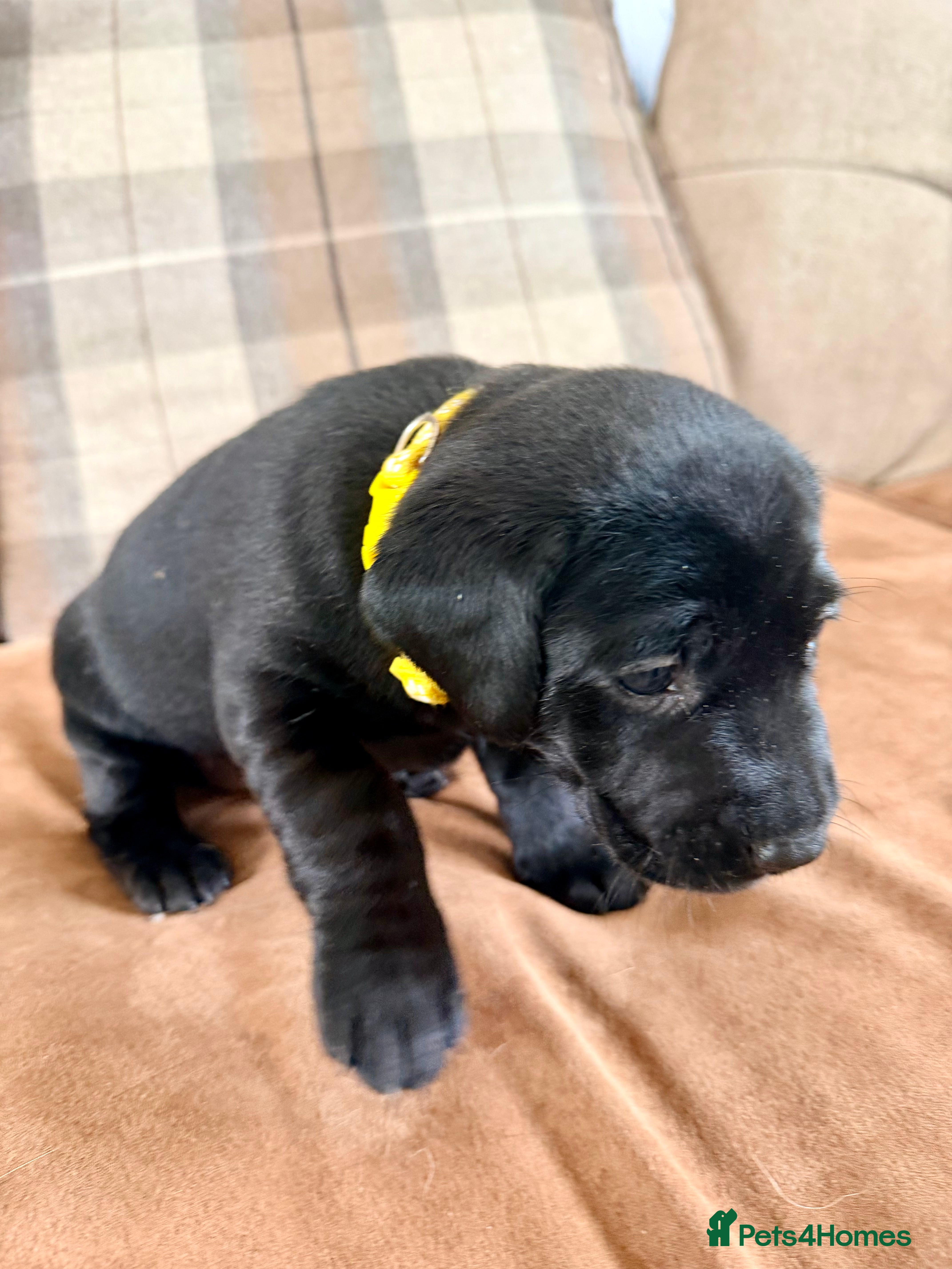 Labrador Retriever dogs stunning working line labrador retriever puppies - Advert 2