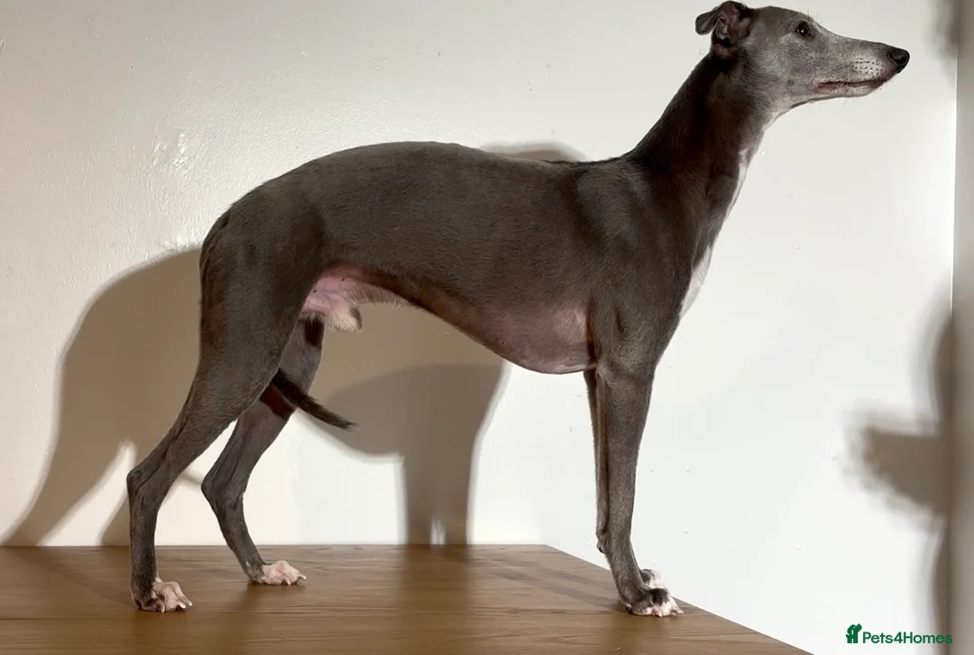 Whippet dogs for stud: KC reg blue whippet for stud - Advert 1