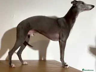 Whippet dogs KC reg blue whippet for stud - Advert 1