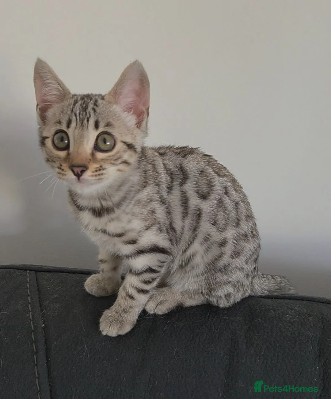 Bengal cats for sale: Outstanding Tica registered pure bengal kitten's - Advert 39