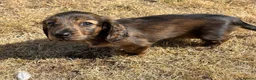 Dachshund dogs for sale: KC reg, champion bloodline, female mini dachshund - Advert 15