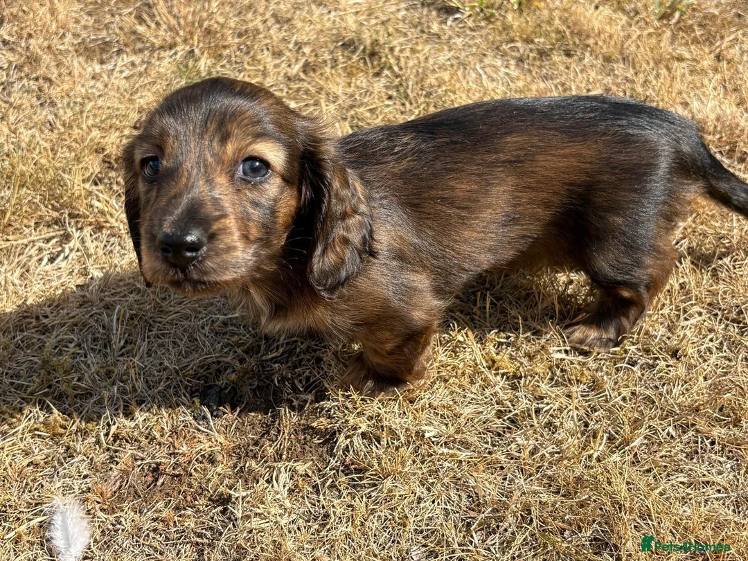 Dachshund dogs for sale: KC reg, champion bloodline, female mini dachshund - Advert 15