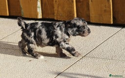 Cockapoo dogs for sale: F1 Cockapoo puppies for sale - Advert 28