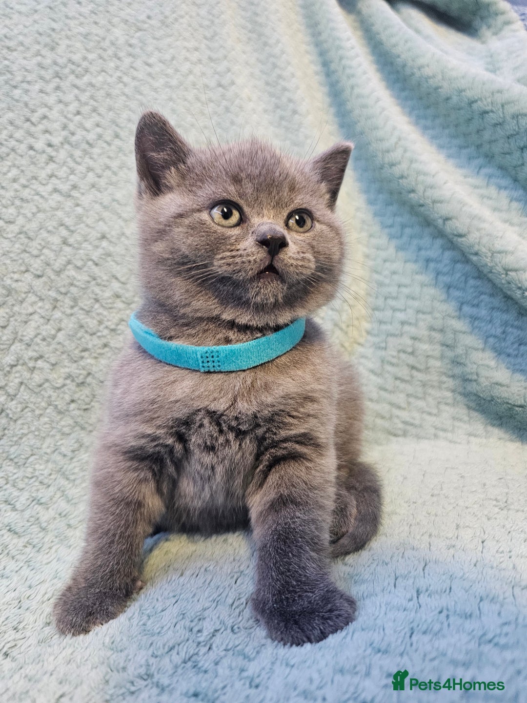 British Shorthair cats for sale: British Shorthair ready for a Lifetime of Love - Advert 4