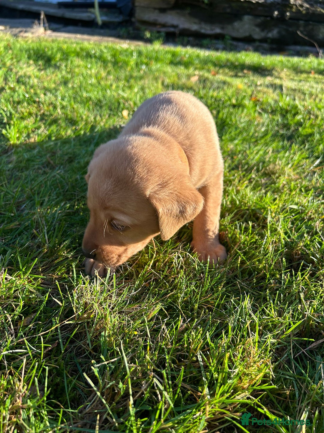 Labrador Retriever dogs for sale: Fox Red Labrador Puppies for Sale - Advert 19