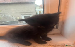 Ragdoll cats for sale: 3 ragdoll boys - Image 6