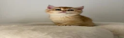 British Shorthair cats for sale: Beautiful Golden Chinchilla BSH Ny12 & Ny25 Girl - Advert 14