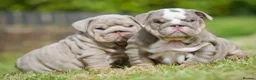 English Bulldog dogs for sale: EPIC BULLYZ BULLDOGS - Advert 7
