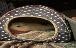Guinea Pig rodents for sale: 2 male guinea pigs - Image 5