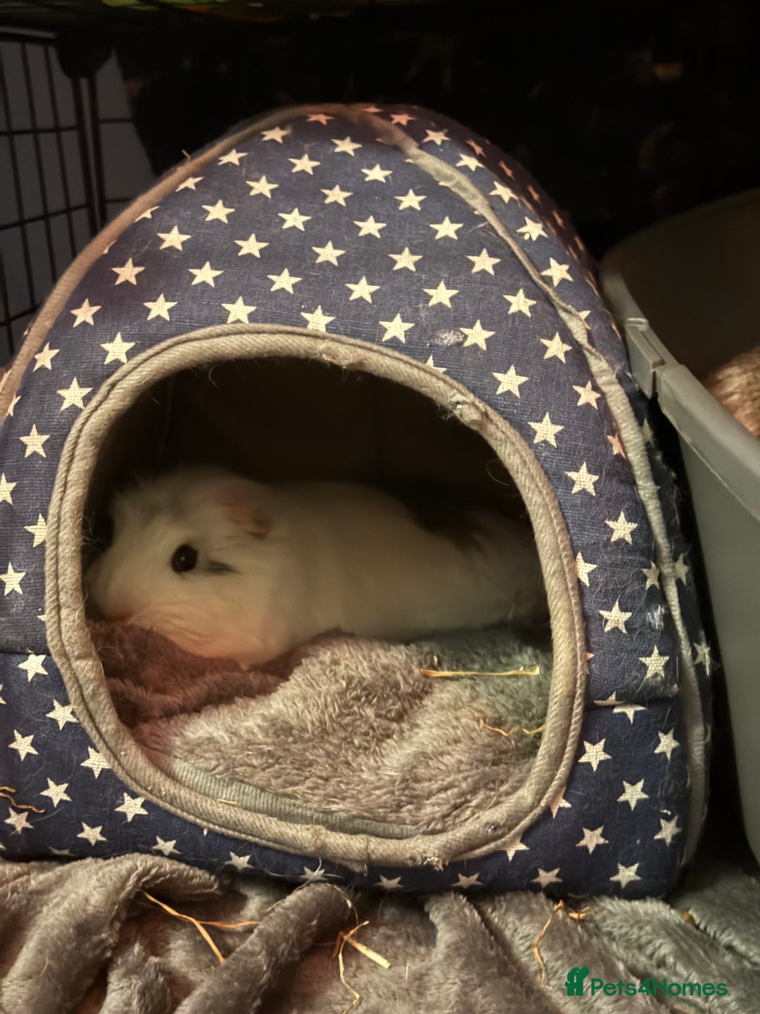 Guinea Pig rodents for sale: 2 male guinea pigs - Image 5