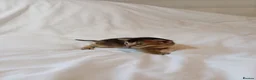 Mixed Breed cats for sale: Abyssinian X from outcross programme - Advert 11