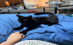 Mixed Breed cats for sale: ****** for adoption  - Image 3