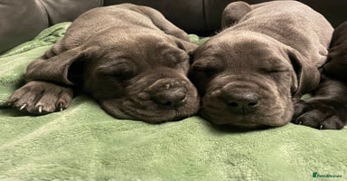 Mixed Breed dogs STUNNING MASTIFF/GREAT DANE PUPPIES - Advert 2