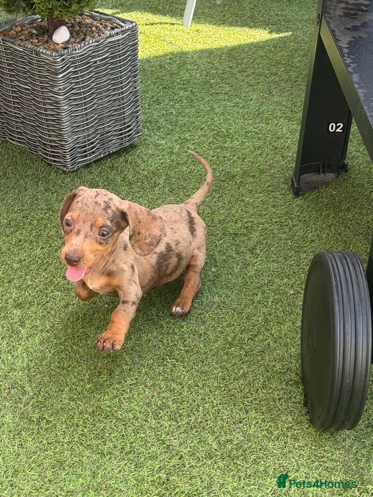 Miniature Dachshund dogs ⭐️Reduced⭐️6 beautiful miniature dachshund  - Advert 5