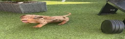 Miniature Dachshund dogs for sale: ⭐️Reduced⭐️6 beautiful miniature dachshund  - Advert 14