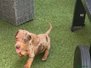 Miniature Dachshund dogs ⭐️Reduced⭐️6 beautiful miniature dachshund - Advert 5