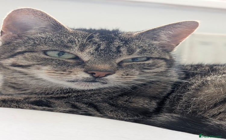 Mixed Breed cats - Advert 16