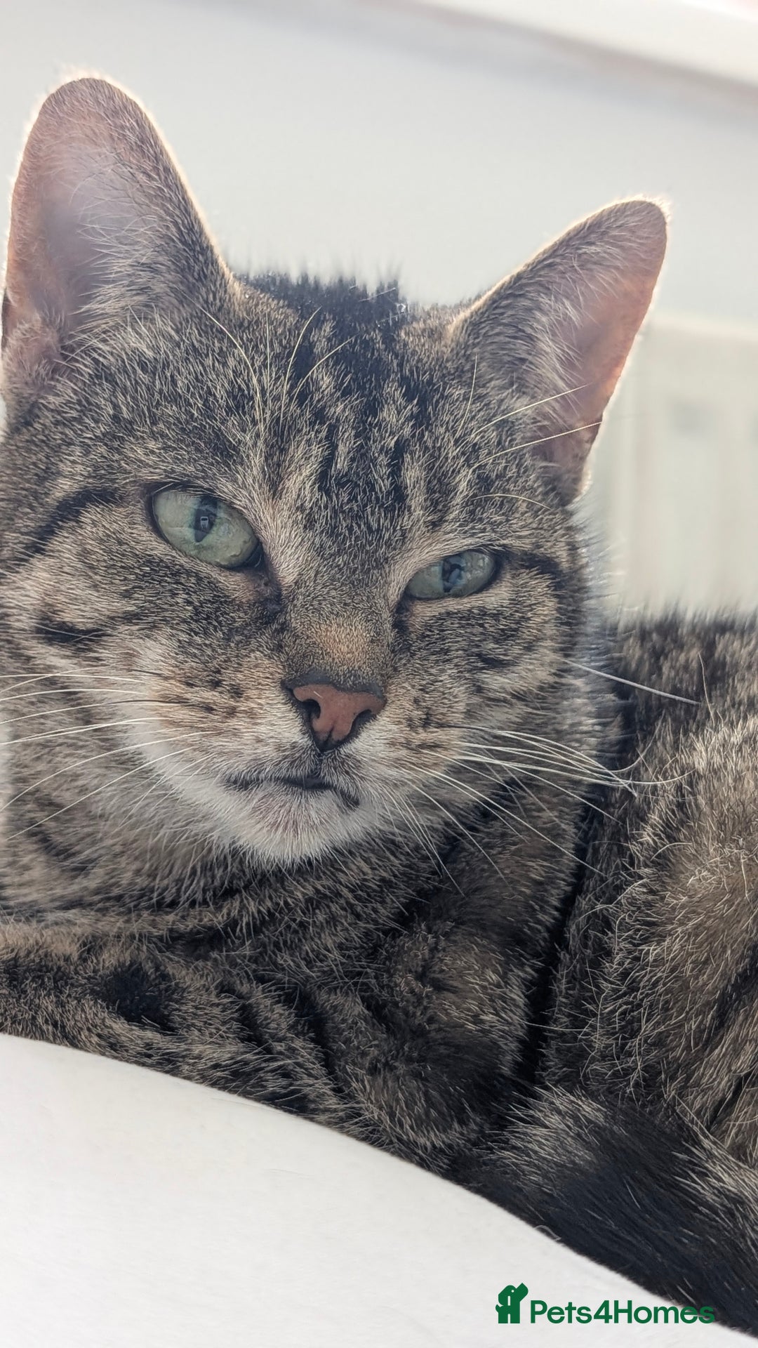 Mixed Breed cats for sale: Female Tabby Cat, 10 years old. - Image 1