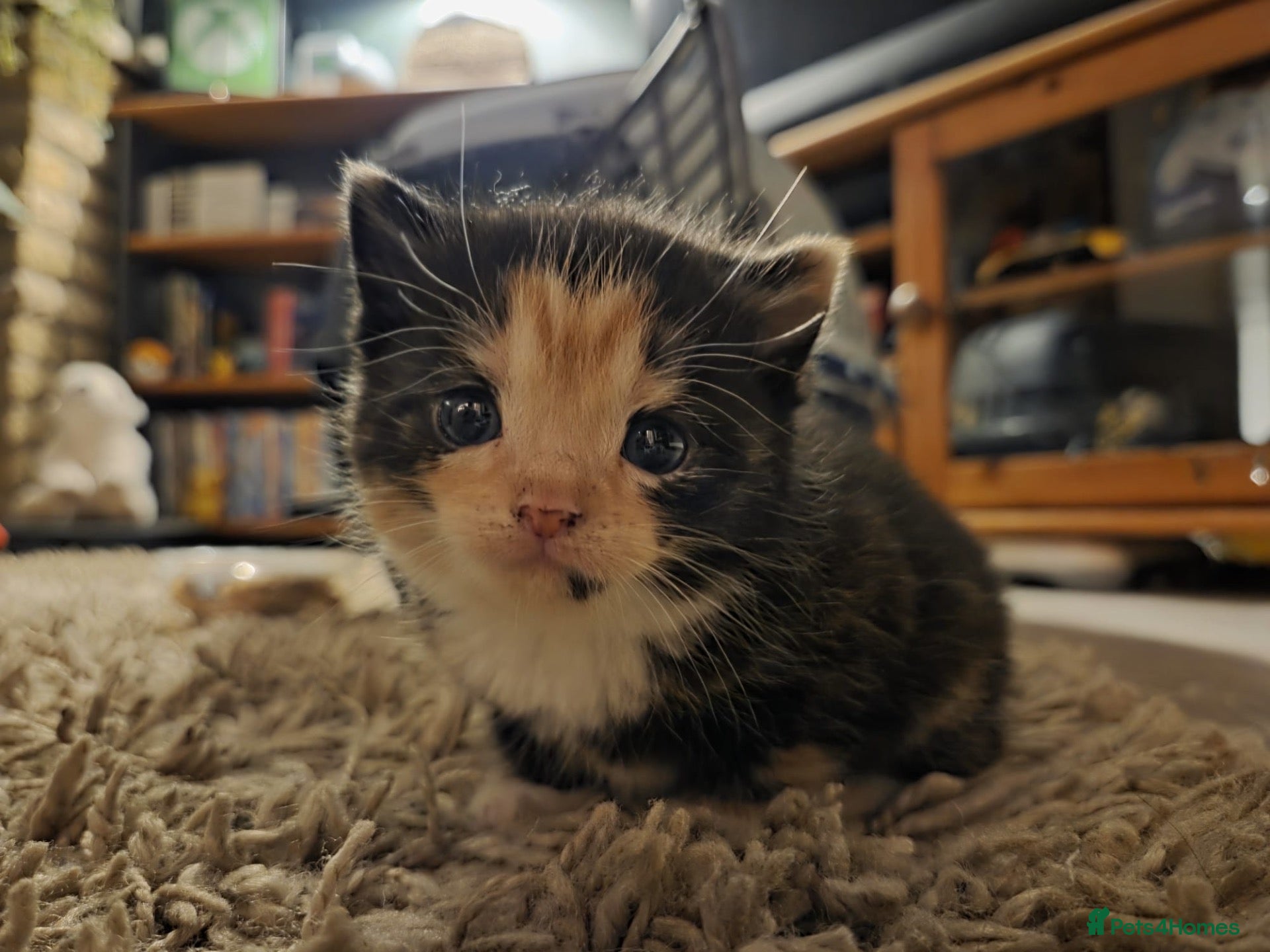 Domestic Shorthair cats 1 year old domestic short hair, Axey - Advert 2