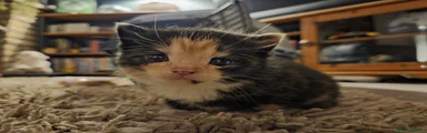 Domestic Shorthair 1