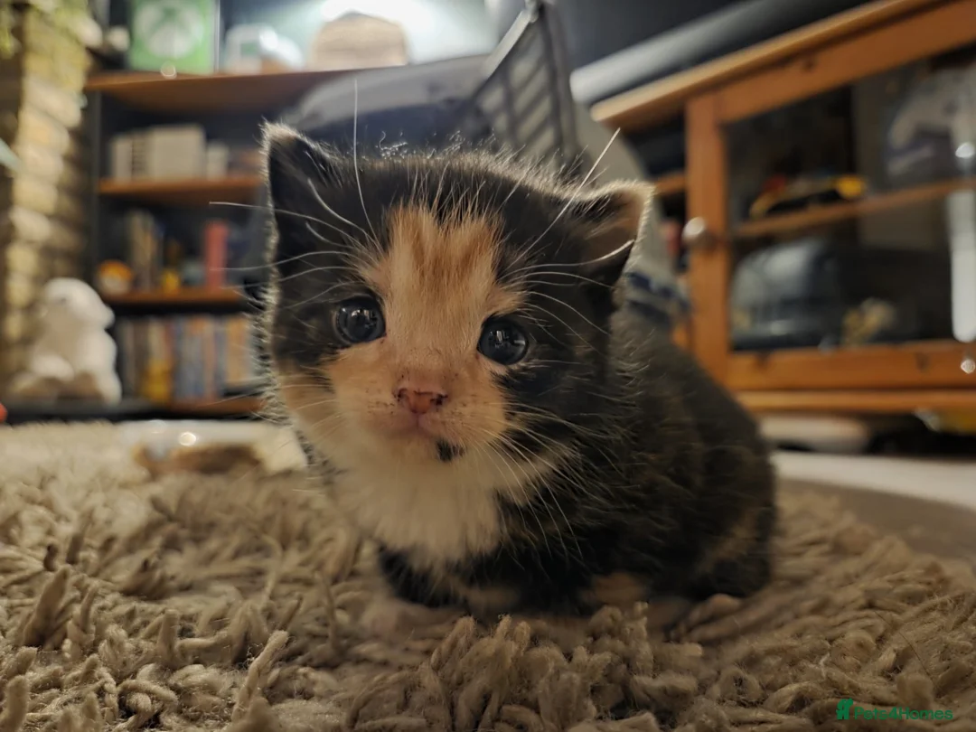 Domestic Shorthair cats for sale: 1 year old domestic short hair, Axey in Hull - Advert 1