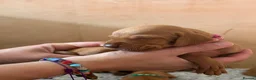 Hungarian Vizsla dogs for sale: KC registered Hungarian Vizsla puppies - Advert 19