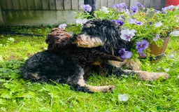 Cockapoo dogs for sale: Exceptional F2 cockapoo puppies available - Image 8