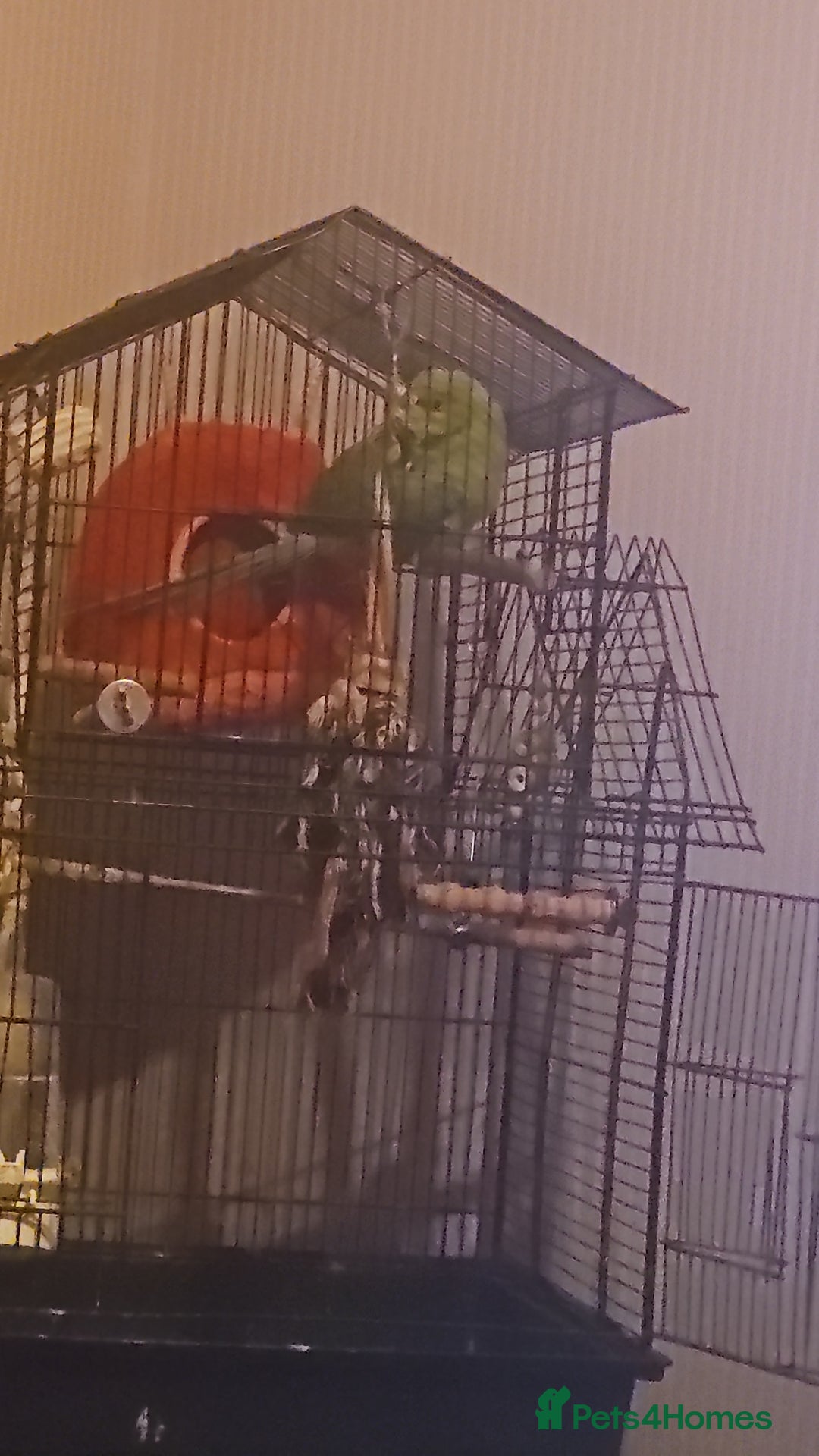 Ringnecks birds for sale: Male indian ringneck - Advert 5