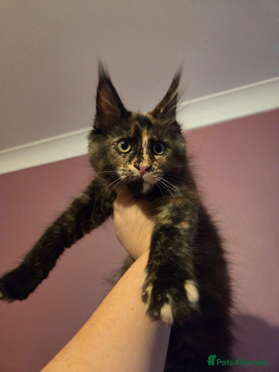 Maine Coon cats for sale: Tica Reg Mainecoon kittens READY NOW in Deal - Image 2