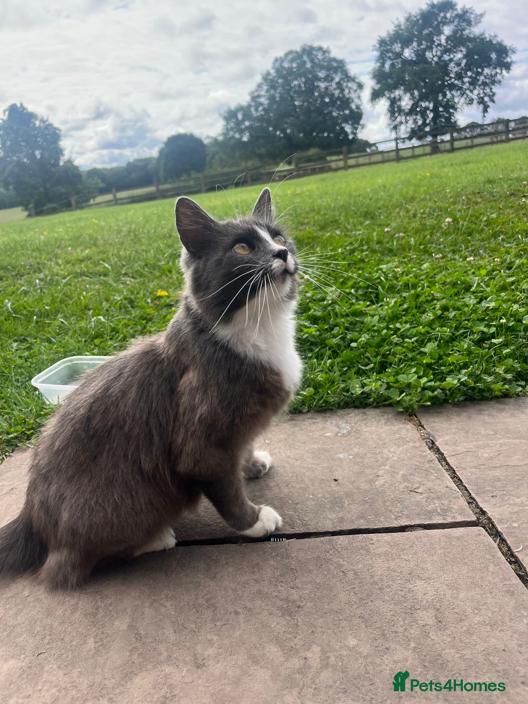 Mixed Breed cats for sale: Long and short haired, litter trained kittens  - Advert 2