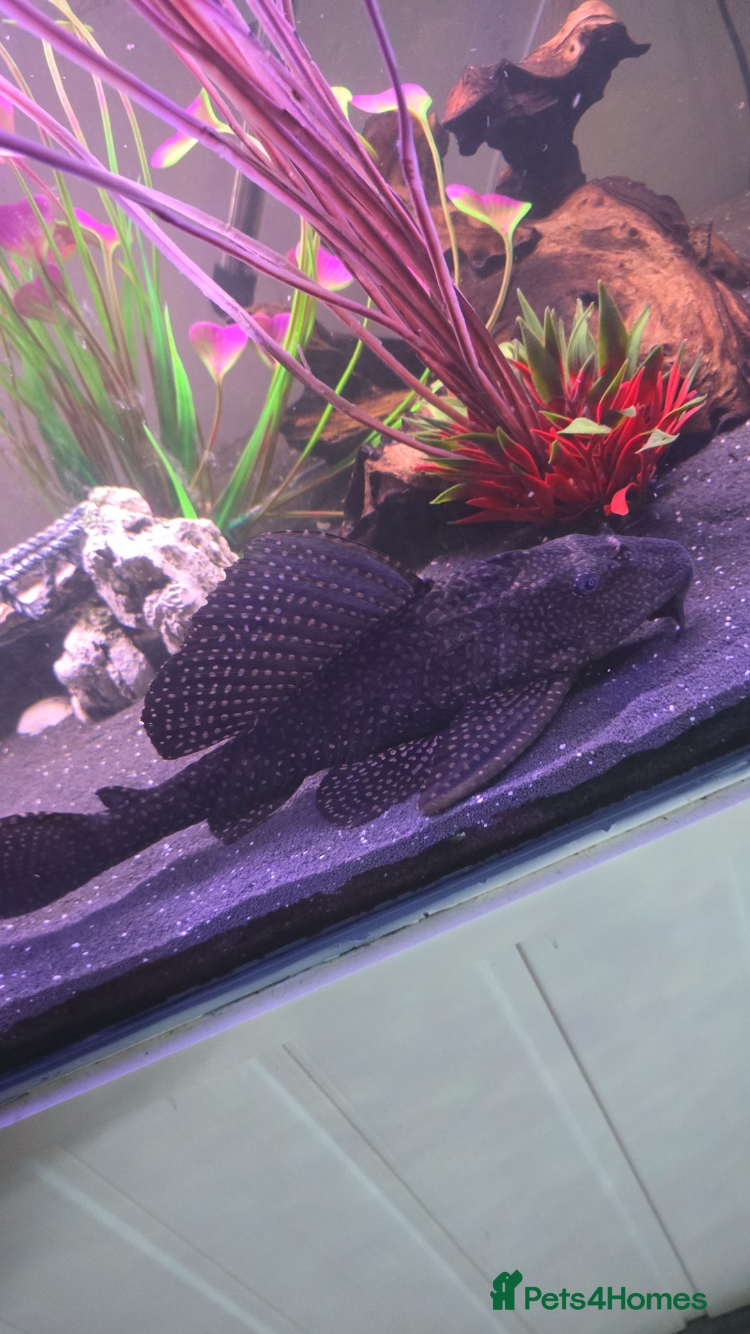 Cichlids fish for sale: Ciclids  in Newport - Image 4