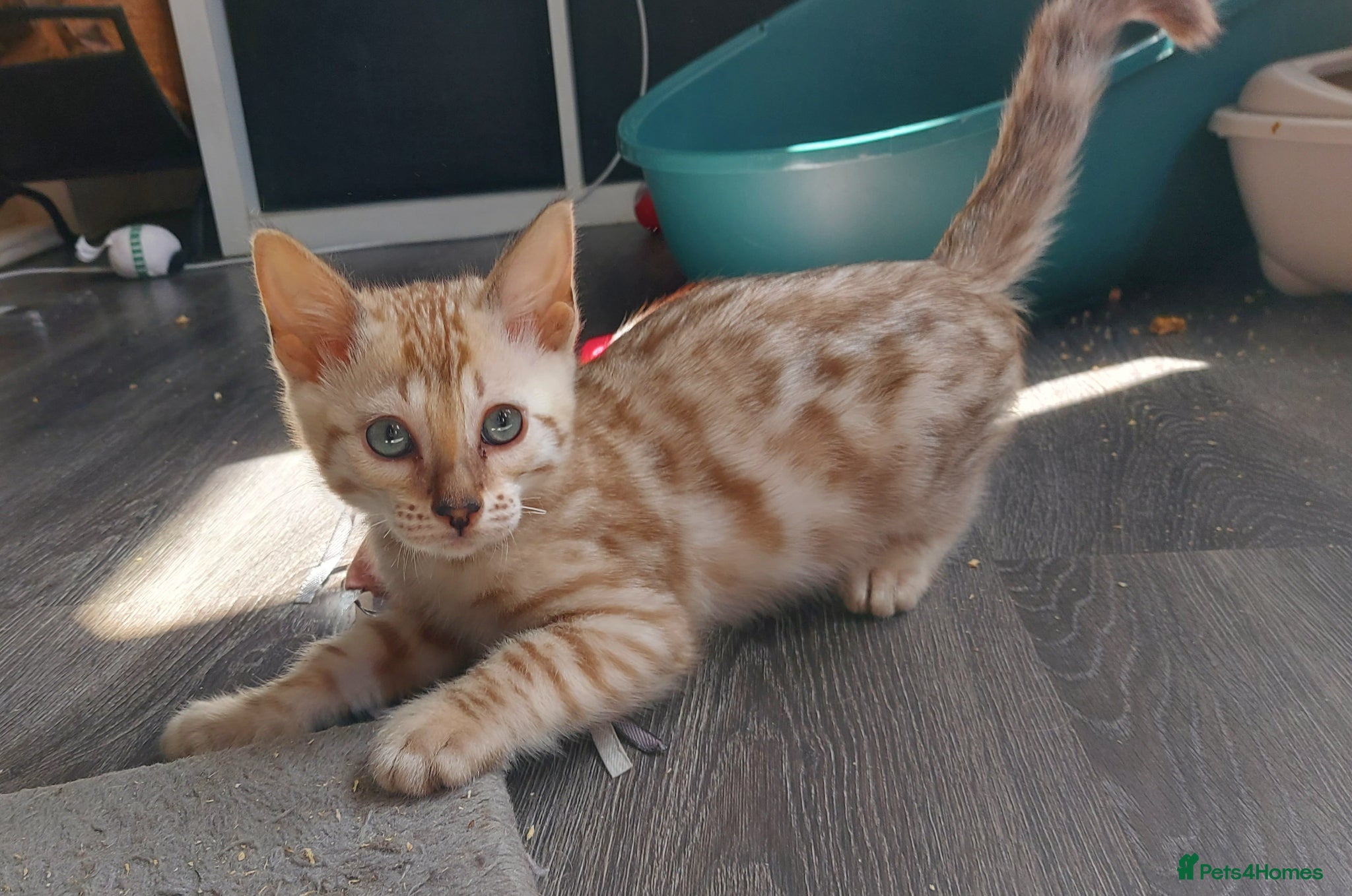 Bengal cats for sale: Pedigree Snow Bengal Kittens  - Advert 7