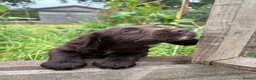 Cocker Spaniel dogs for sale:  Chocolate working cocker spaniel puppy in Shrewsbury - Advert 3