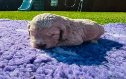 Mixed Breed dogs for sale: Schnoodle Babies 🐾🐾🐾 - Image 11
