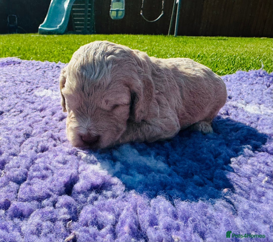 Mixed Breed dogs for sale: Schnoodle Babies 🐾🐾🐾 - Image 11