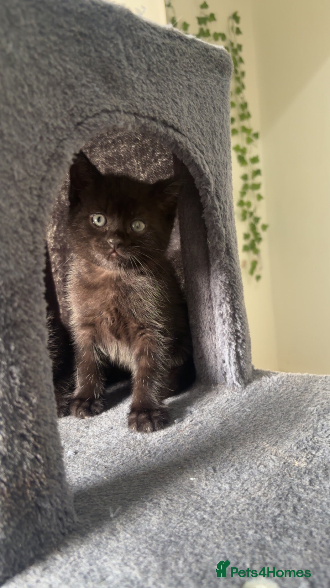 Mixed Breed cats 2 LEFT British shorthair x kittens - Advert 6