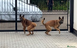 Belgian Shepherd Dog dogs for sale: 9 Month old Two Belgian Malinois Pups (Brothers) - Image 7