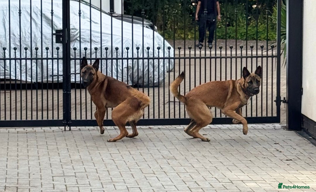 Belgian Shepherd Dog dogs for sale: 9 Month old Two Belgian Malinois Pups (Brothers) - Image 7