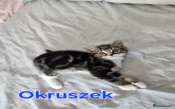 Domestic Shorthair cats for sale: Cute kittens for new home - Image 6