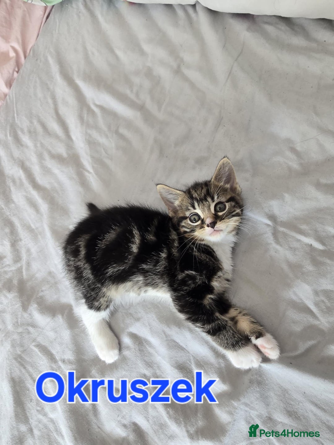 Domestic Shorthair cats for sale: Cute kittens for new home - Image 6