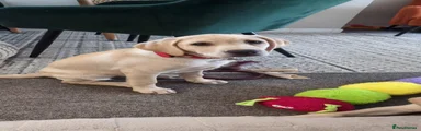 Red Collar 