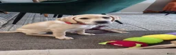 Labrador Retriever dogs for sale: 2X Beautiful lab boys available  - Advert 2
