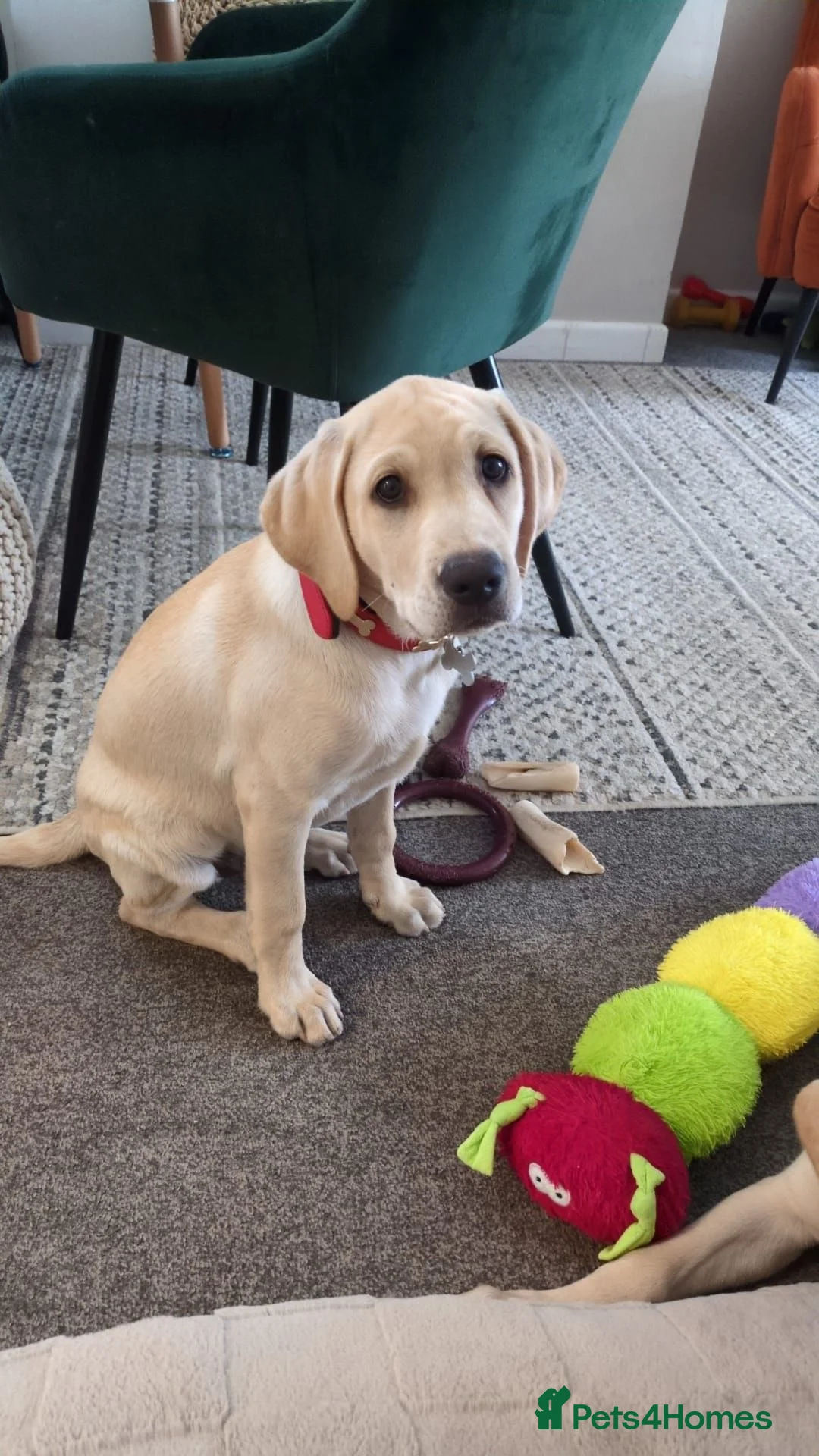 Labrador Retriever dogs for sale: 2X Beautiful lab boys available  - Advert 2