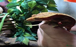Gecko reptiles for sale: Crested gecko female pair  - Image 4