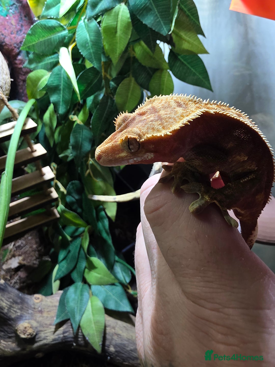 Gecko reptiles for sale: Crested gecko female pair  - Image 4