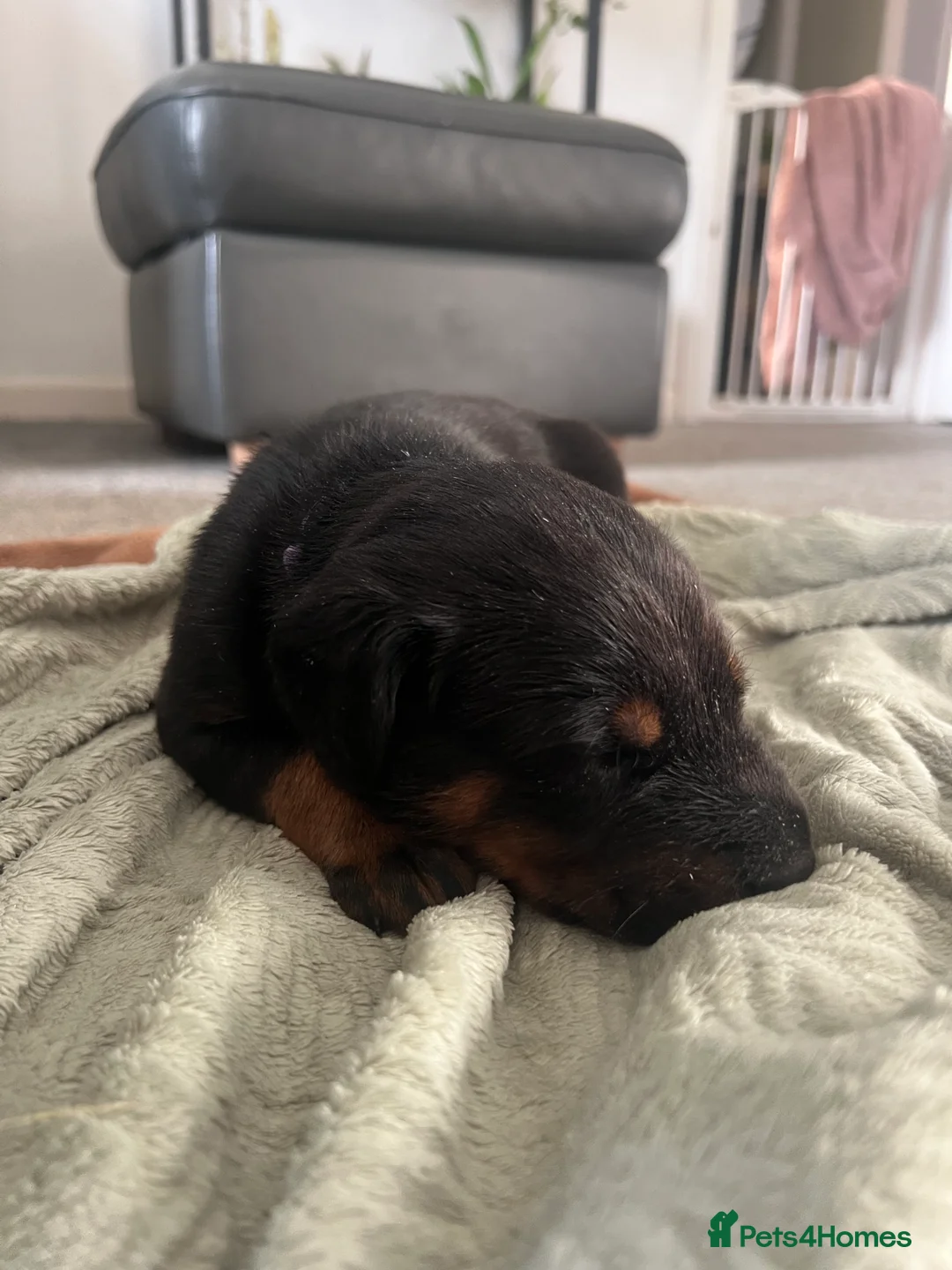 Mixed Breed dogs for sale: Adorable Doberman & Beauceron puppies for sale - Advert 24