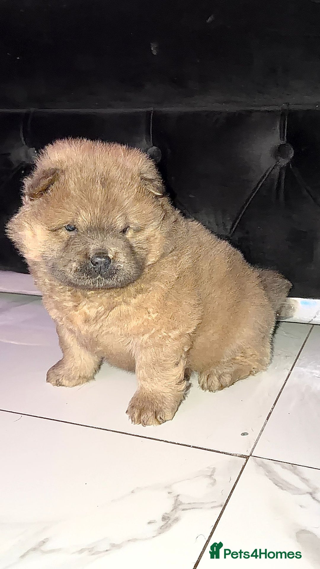 Chow Chow dogs for sale: Chow chow female  - Advert 2