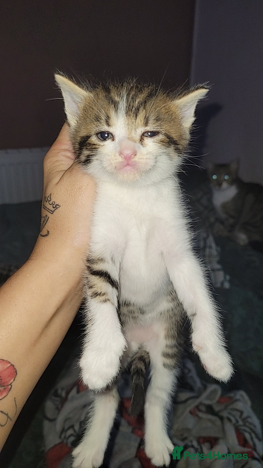 Mixed Breed cats for sale: Beautiful mixed kittens 2 boys 2 girl - Image 11