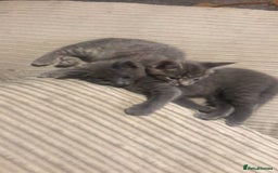 Mixed Breed cats for sale: 2 stunning kittens  - Image 6