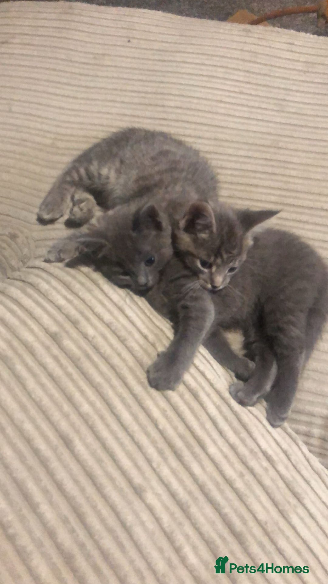Mixed Breed cats for sale: 2 stunning kittens  - Image 6